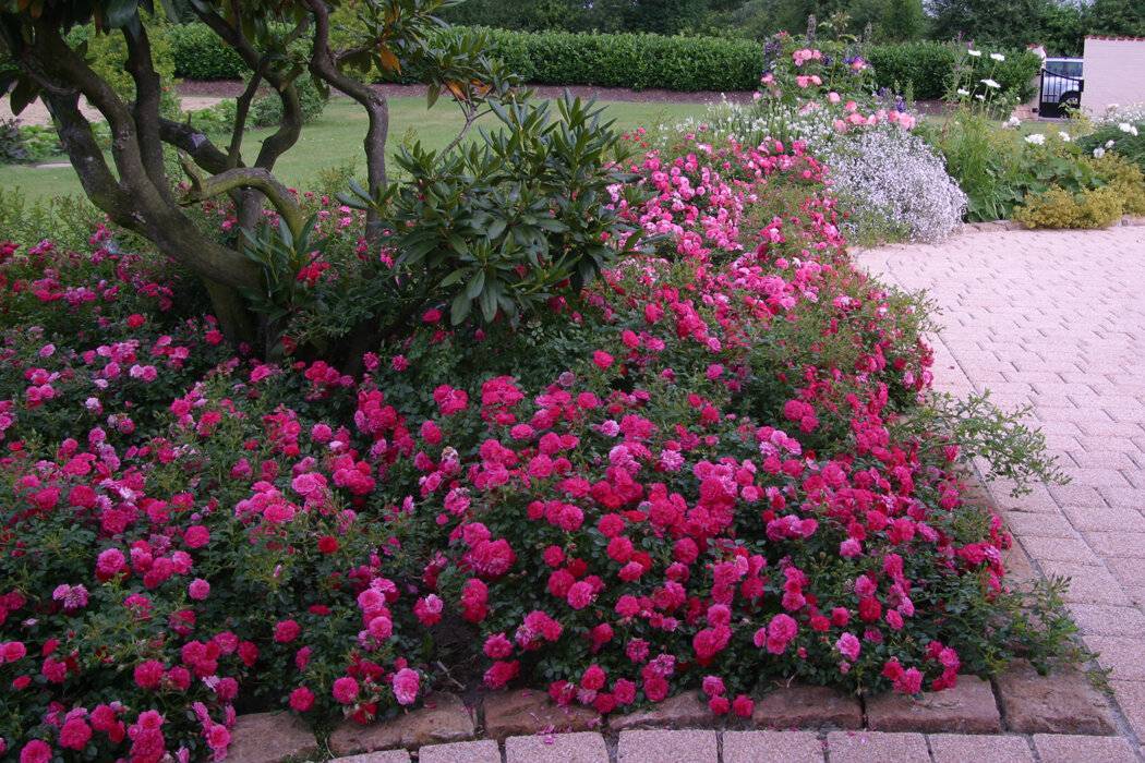 Бордюрные розы: особенности посадки и ухода в саду