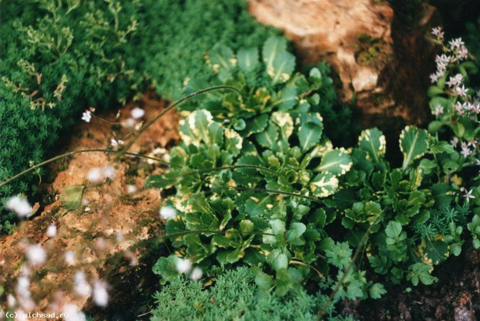 "камнеломка арендса": посадка, фото, выращивание из семян и уход в домашних условиях selo.guru — интернет портал о сельском хозяйстве