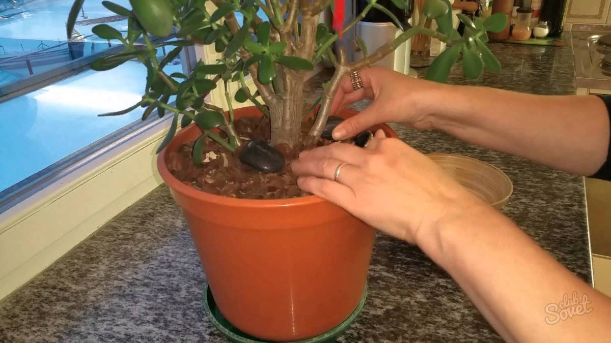 Денежное дерево (толстянка) — уход в домашних условиях