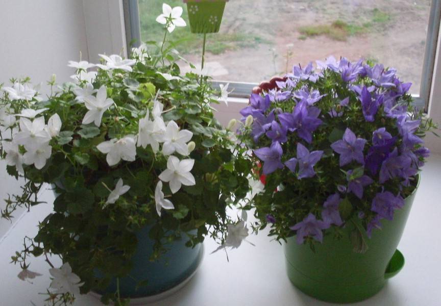 Кампанула или цветок семейного счастья: уход за колокольчиками в домашних условиях, комнатные виды