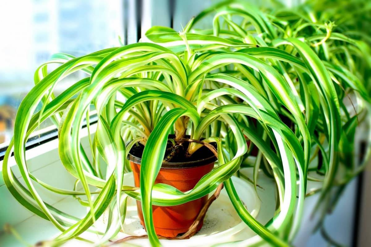 Комнатное растение хлорофитум: виды и сорта, уход, пересадка