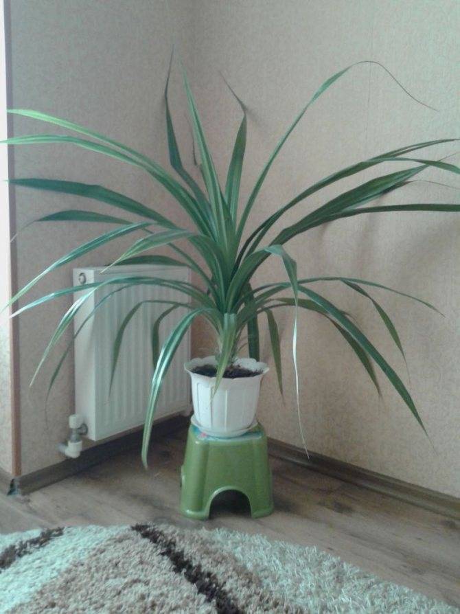 Уход за панданусом в домашних условиях: как цветет винтовая пальма, что за цветок
