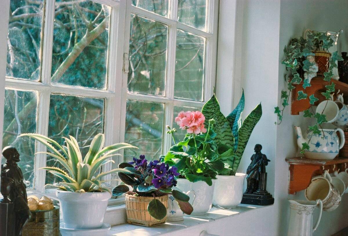 Топ-10 лучших комнатных растений для северных окон – дачные дела