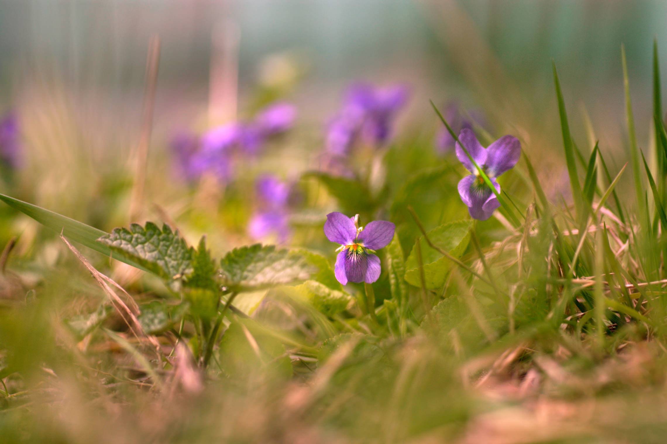 Прекрасная лесная фиалка: фото цветка и советы по выращиванию
