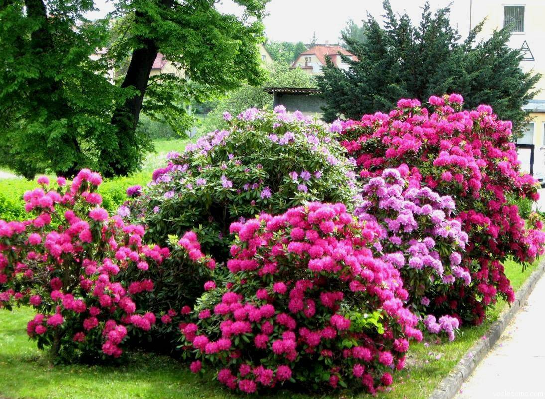 Декоративные деревья и кустарники для озеленения и ландшафтного дизайна сада и дачи: названия многолетних с розовыми цветами, низкорослых и карликовых
 - 38 фото