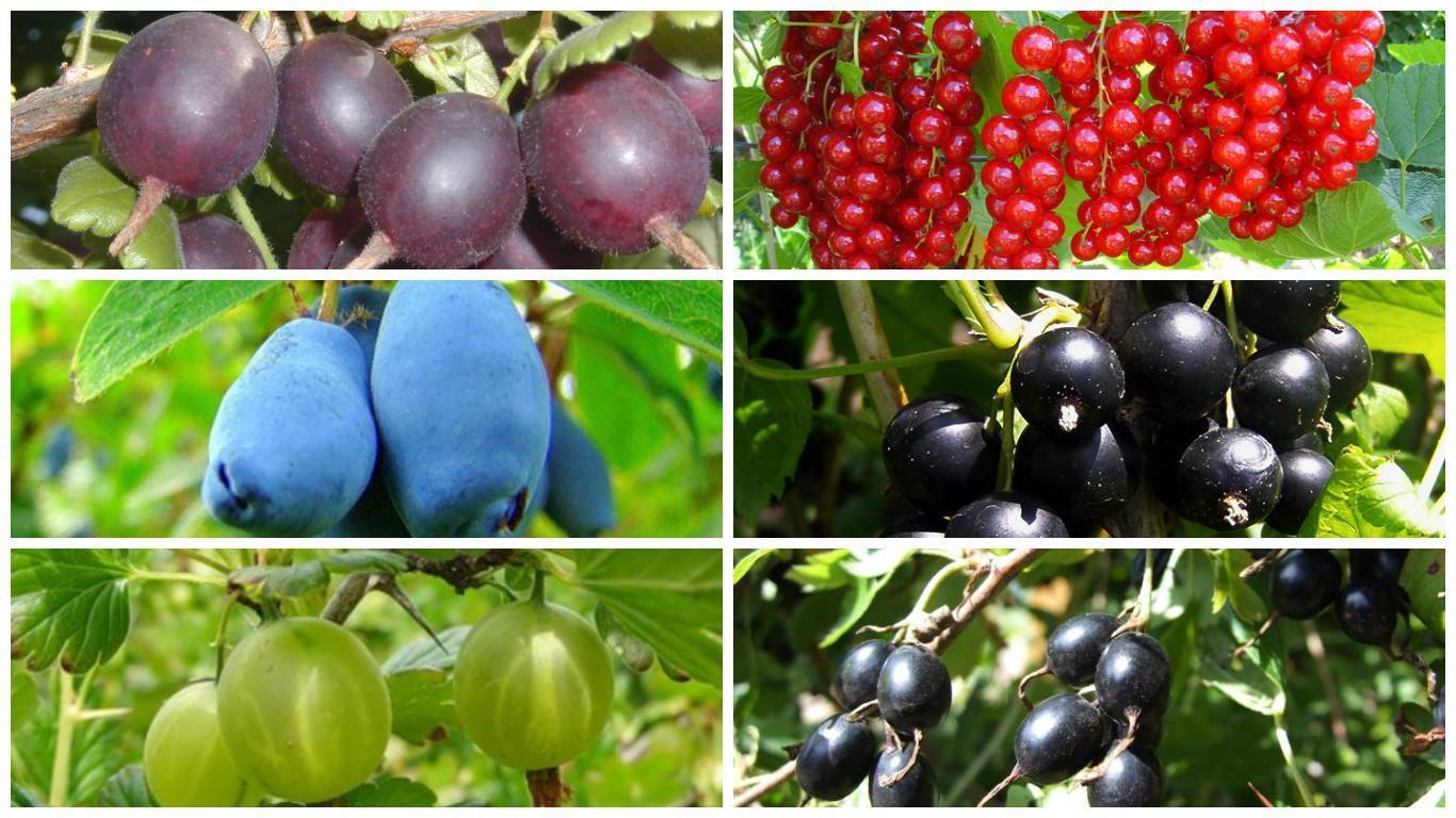 Плодово ягодные | питомник растений