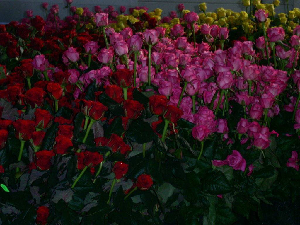 Голландские розы: выращивание, описание