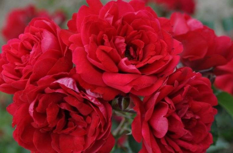 Розы – лучшие сорта и классификация