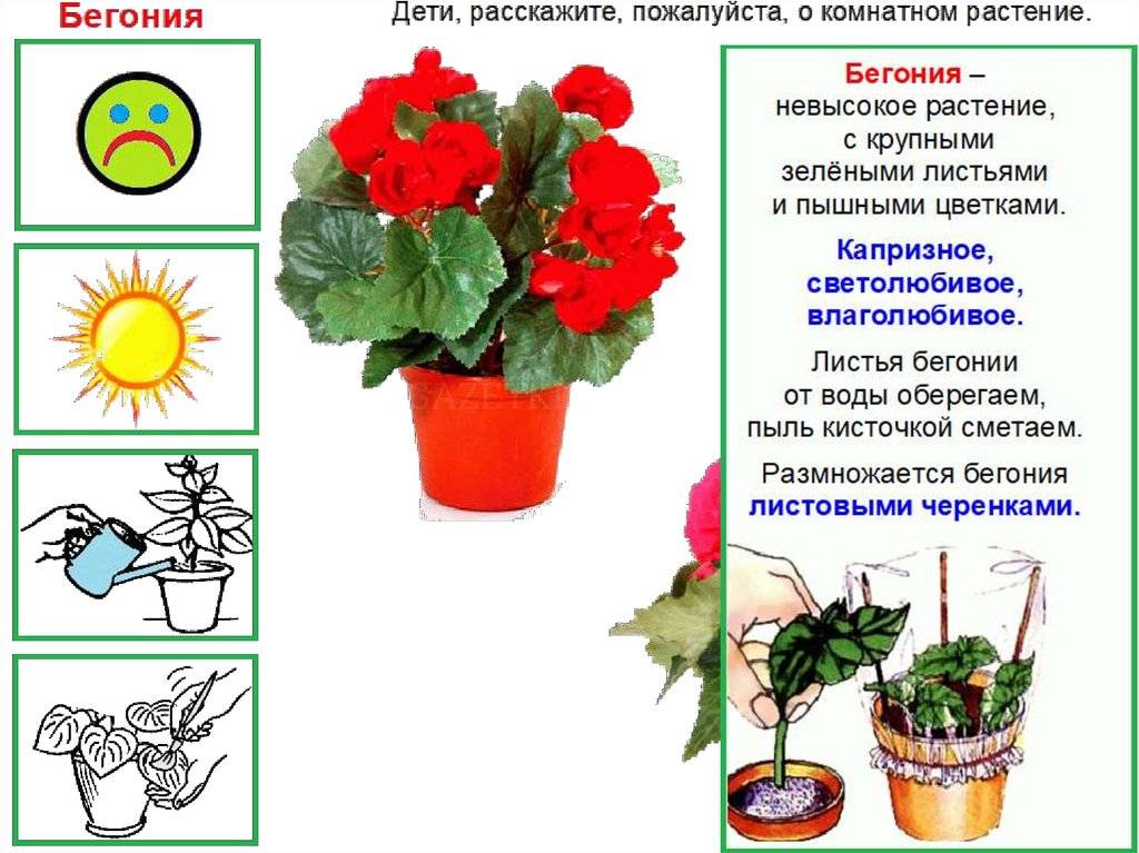 Какие комнатные растения можно посадить в детскую комнату?