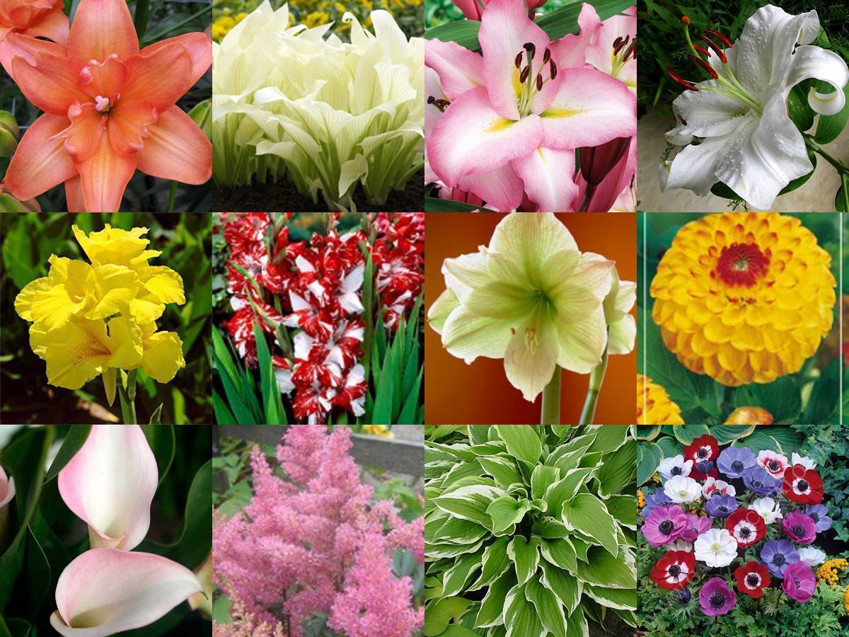 Садовые цветы: список названий с описаниями и фотографиями