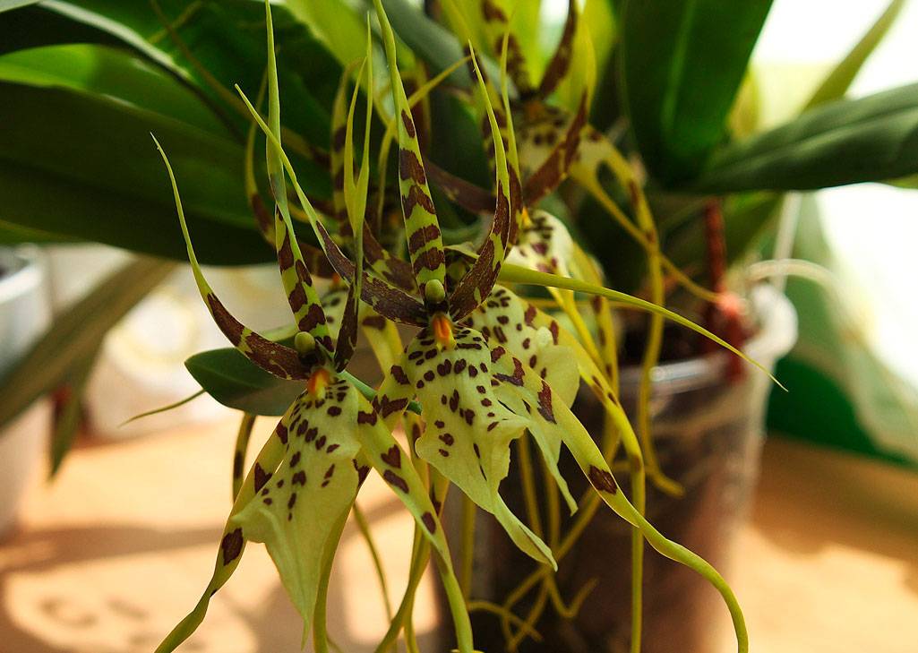 Орхидея брассия: фото цветка, посадка и уход в домашних условиях, а также почему называют пауком? русский фермер