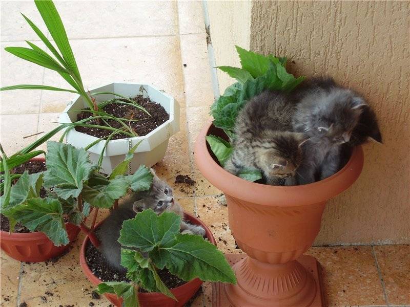 Почему кошка лазает в цветочные горшки, как отучить ее рыть в них землю и гадить в цветы?