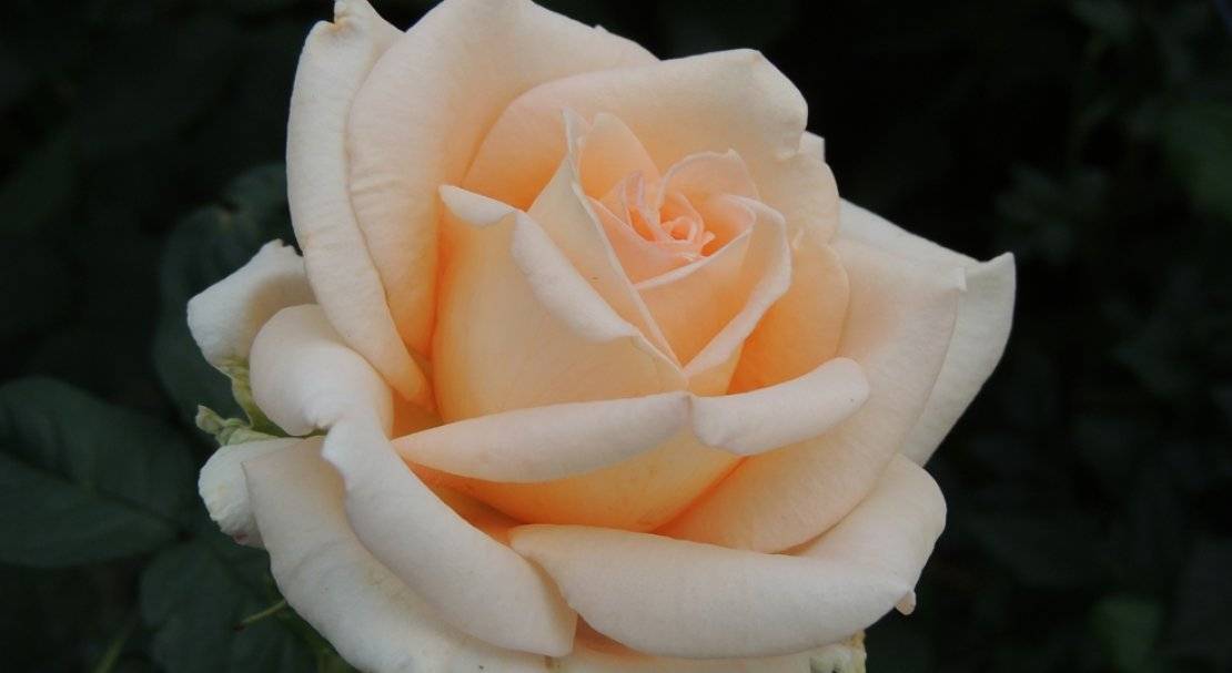 Роза версилия (versilia) — описание кустового сорта