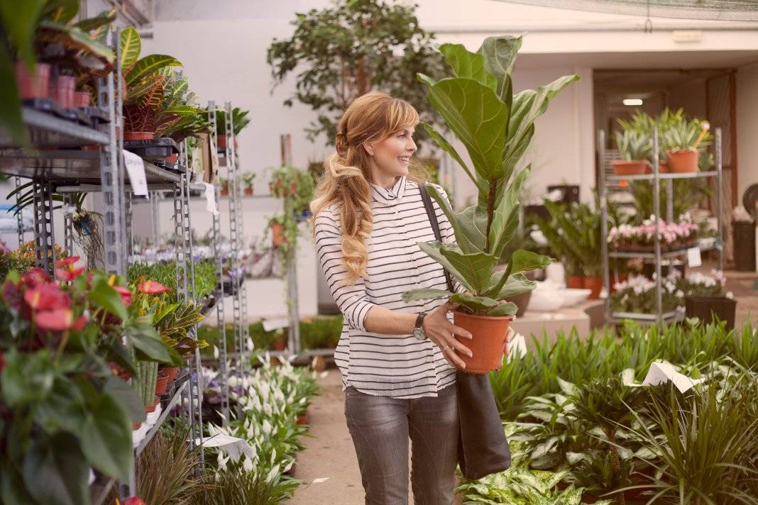 Адаптация комнатных растений после покупки. как ухаживать за растениями после покупки? — ботаничка