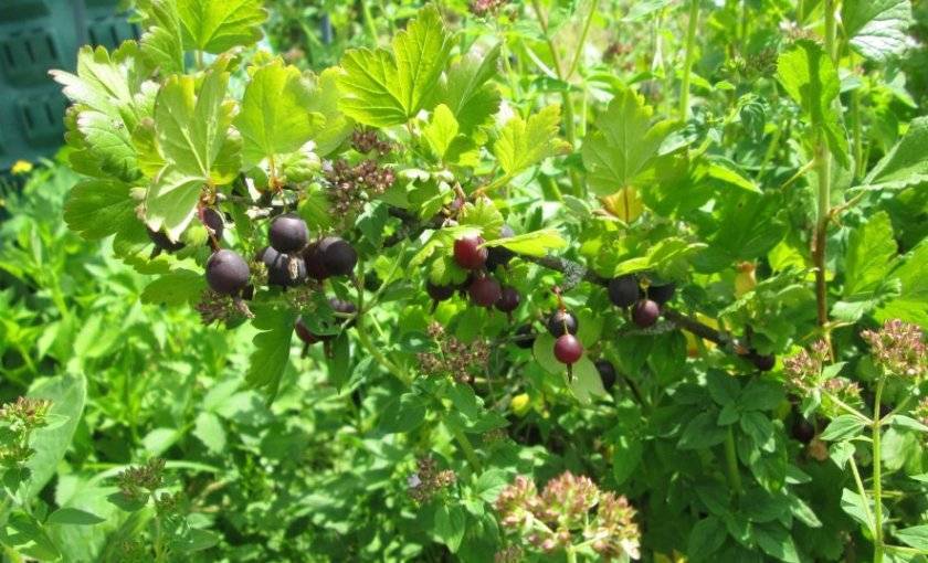 Сорт крыжовника чёрный негус: описание, посадка, выращивание и уход