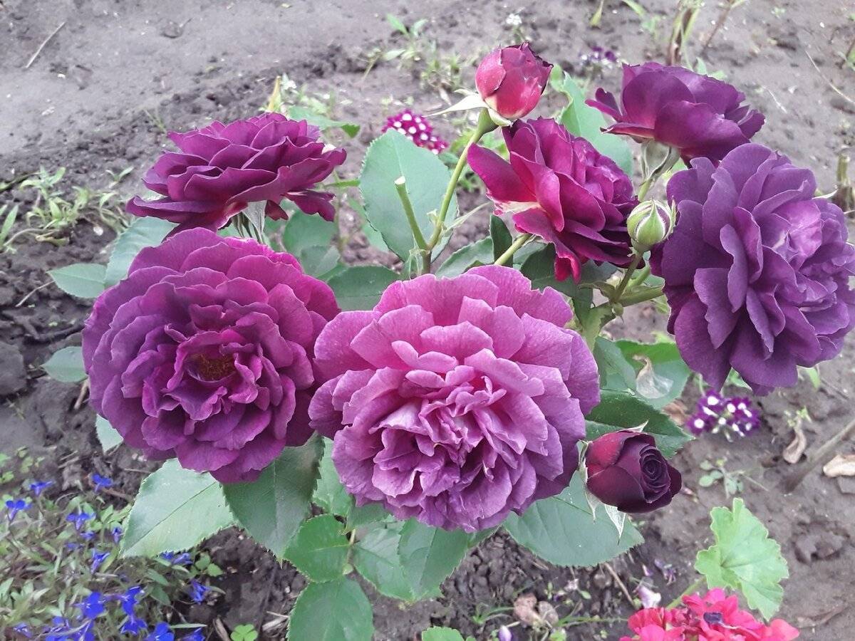 Роза эбб тайд (ebb tide или purple eden)