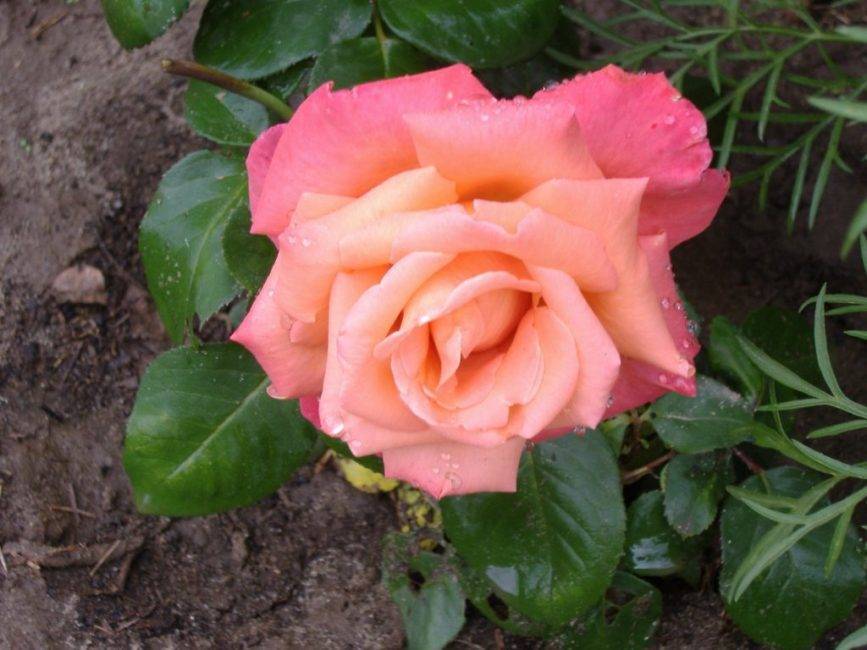 Роза чайно-гибридная осиана - описание сорта и условия агротехники | о розе