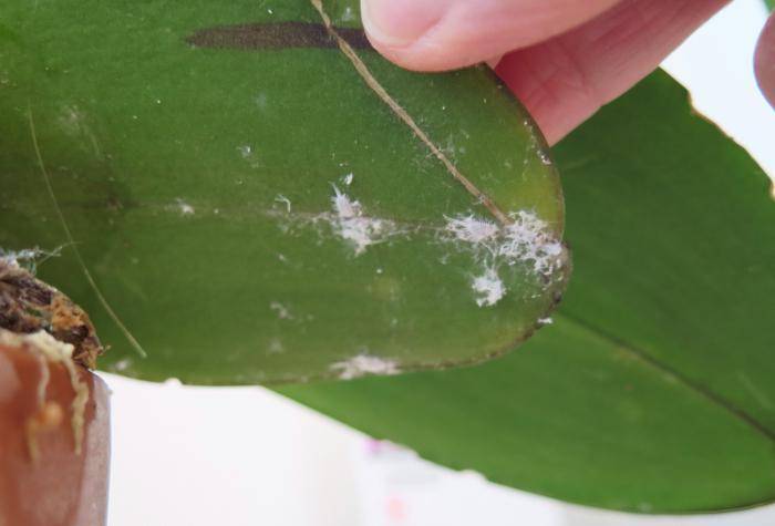 Боремся с паразитами – как избавиться от белых жучков на орхидее?