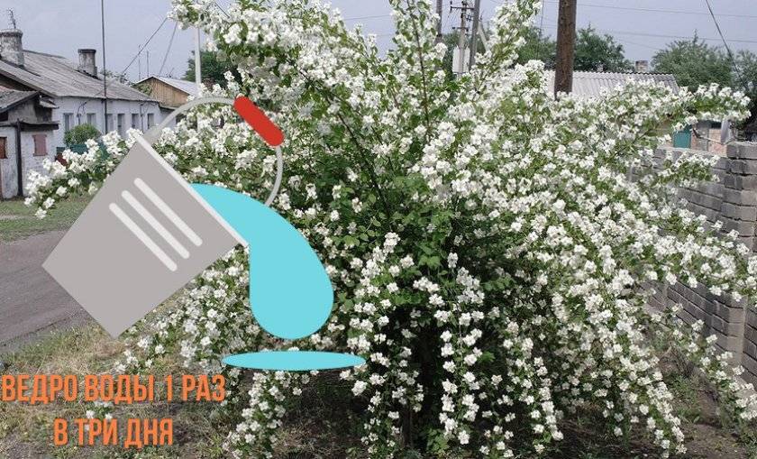 ✅ почему не цветет жасмин садовый - cvetochki-yaroslavl.ru