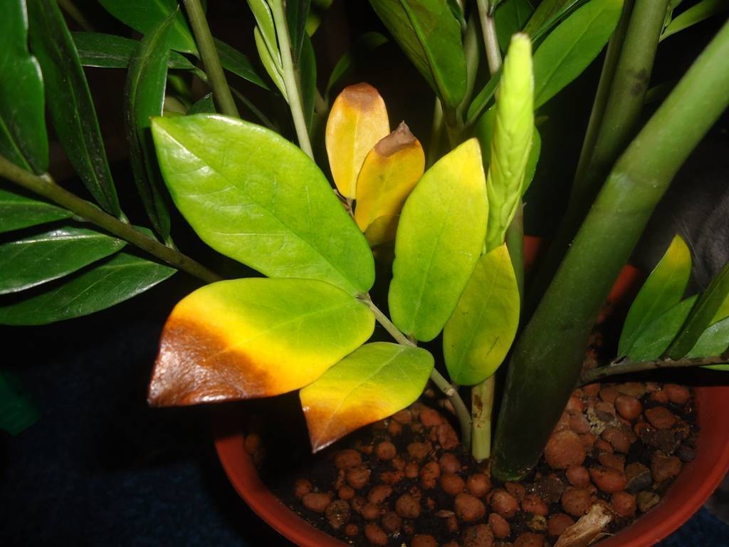 Почему желтеют листья у замиокулькаса: причина и что делать