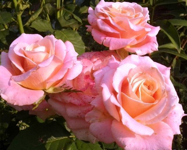 Роза мисс пигги: история и описание чайно-гибридного сорта, отзывы садоводов + особенности посадки и выращивания цветка