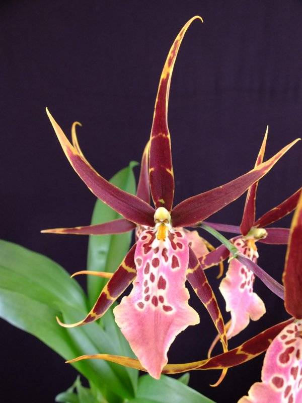 Орхидеи брассия: описание и уход в домашних условиях, а также фото подвидов