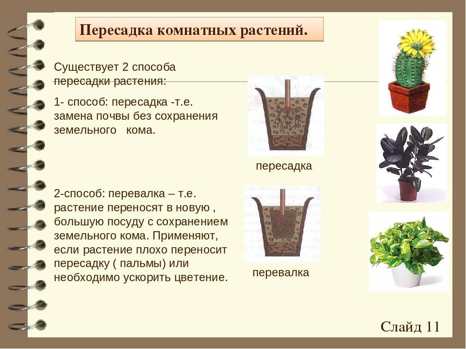 Простая клумба: правила составления, выбор растений, простые схемы, рекомендации