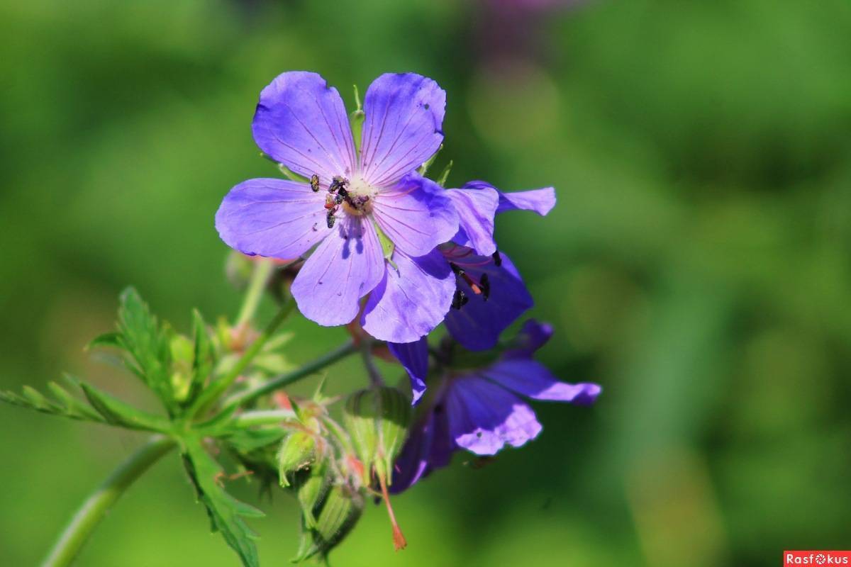 Описание герани луговой дикорастущей: лечебные свойства полевого цветка