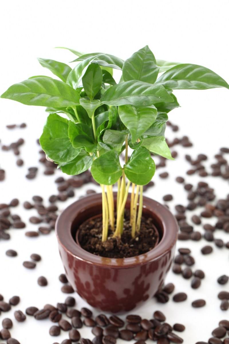 Домашний кофе арабика: уход за комнатным растением