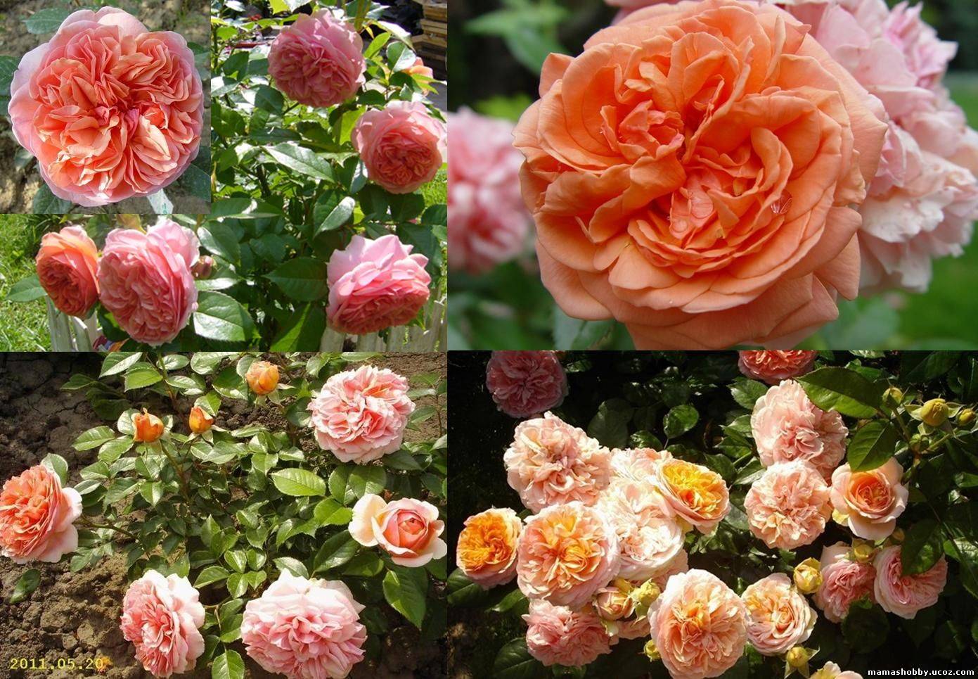 Роза чиппендейл - фото и описание сорта, отзывы