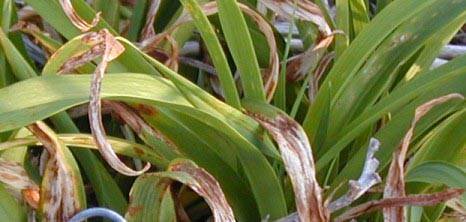 Причины пожелтения и высыхания листьев у лилейников в открытом грунте: заболевания, вредители