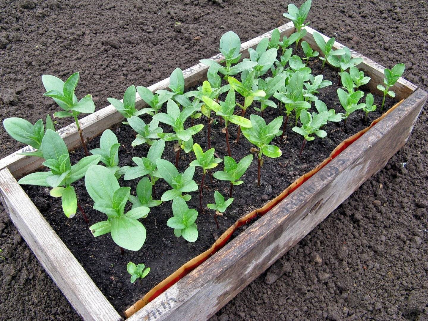 Выращивание кларкии рассадным и безрассадным методами: посадка и уход