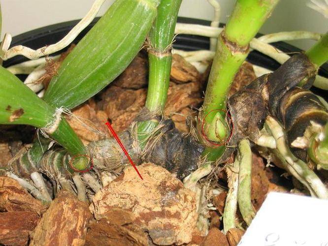 Как ухаживать за орхидеей в домашних условиях после покупки - пересадка, полив, удобрение, размножение и борьба с вредителями