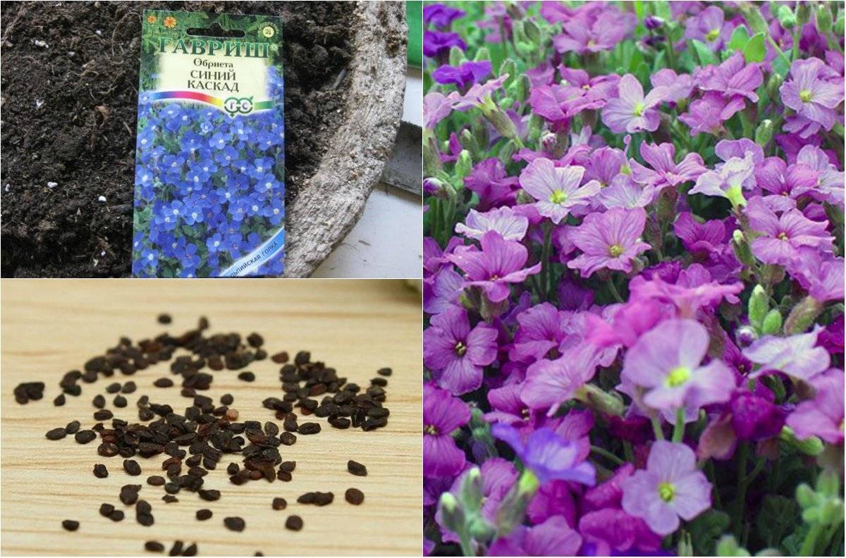 Цветок Иберис многолетний — выращивание и уход