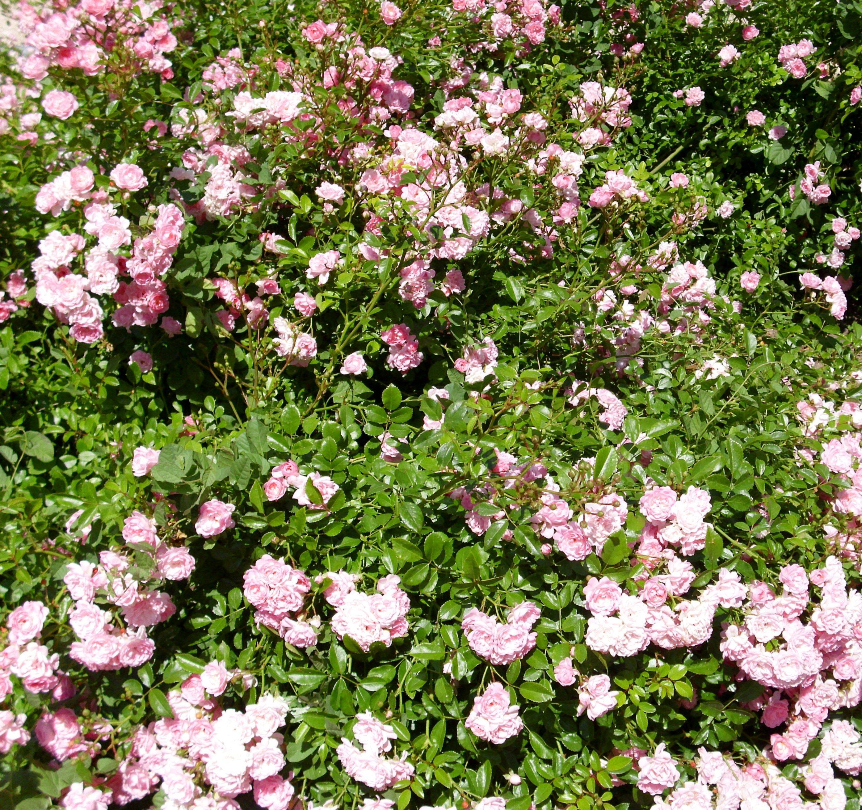 Описание немецкой почвопокровной розы обильноцветущего сорта лариса, уход