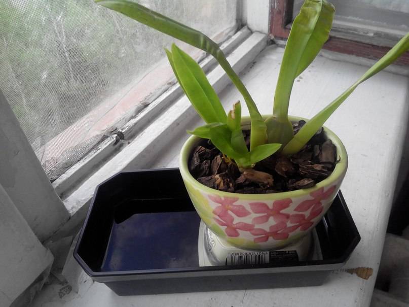 Орхидея камбрия (cambria): фото, описание вида и инструкция по уходу в домашних условиях, а также особенности покупки, посадки и размножения