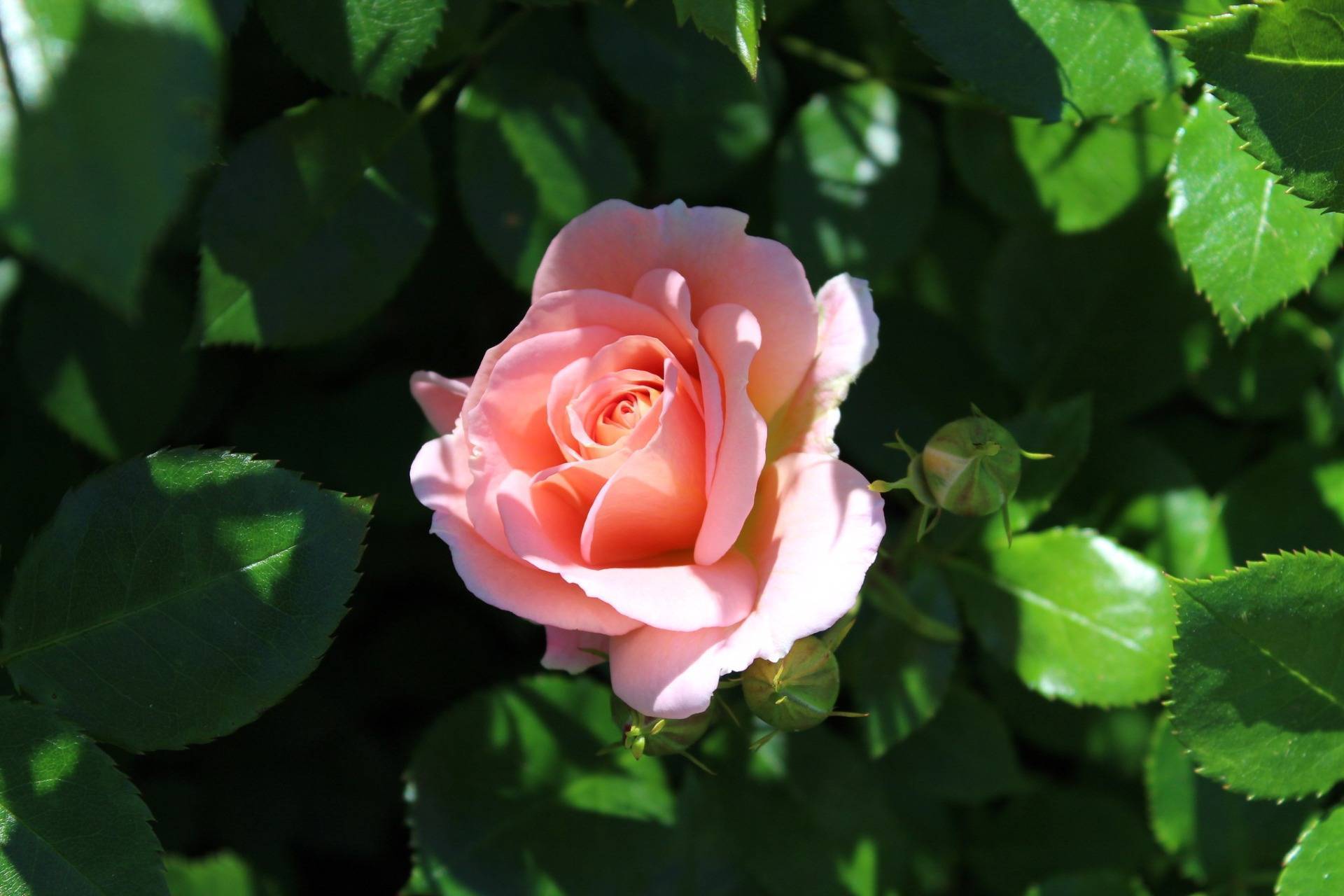 Роза Гейша (Geisha) — особенности выращивания