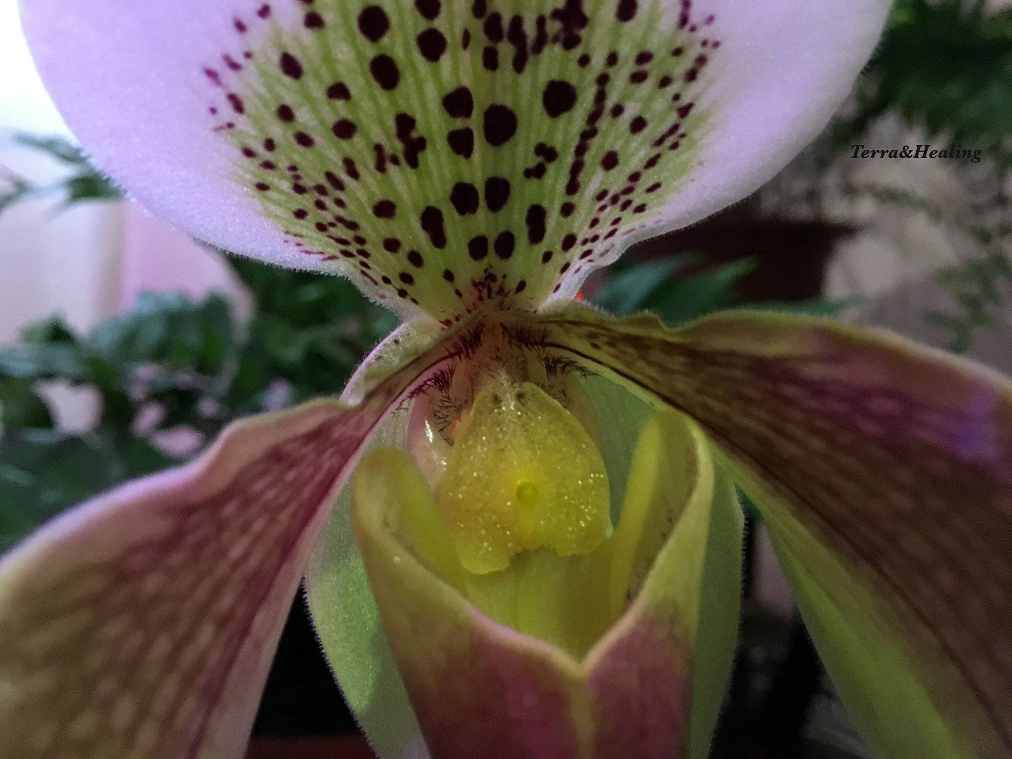 Орхидея венерин башмачок (пафиопедилум) - фото и описание сорта, видео, интересная разновидность туфелька ротшильда, лохматая (наиволосистейший)