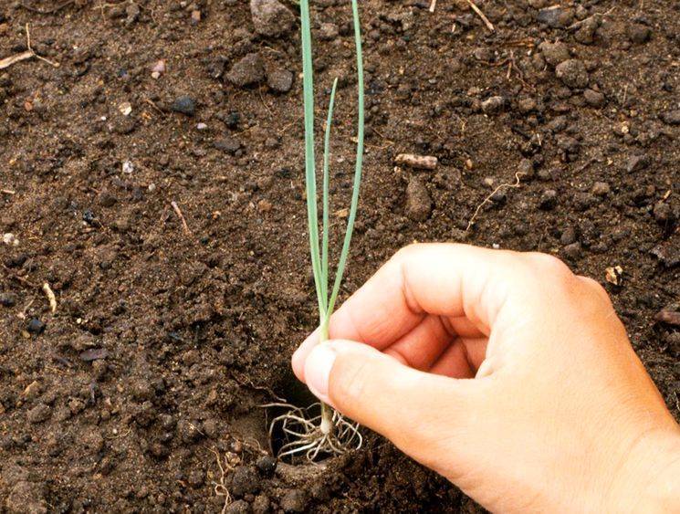 Выращивание дицентры из семян: когда и как сажать, уход в открытом грунте, способы размножения, сорта и фото