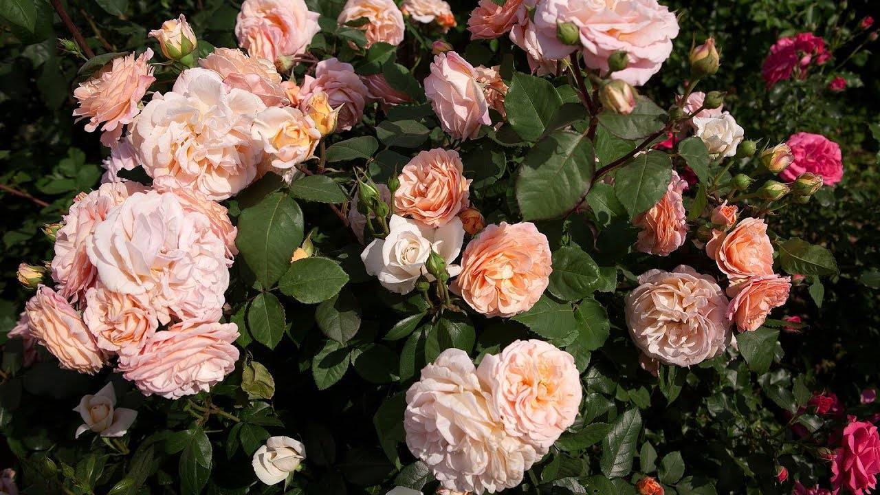 Посадка розы пенни лейн. чайно-гибридная "пенни лейн". примеры сортов роз группы клаймбер