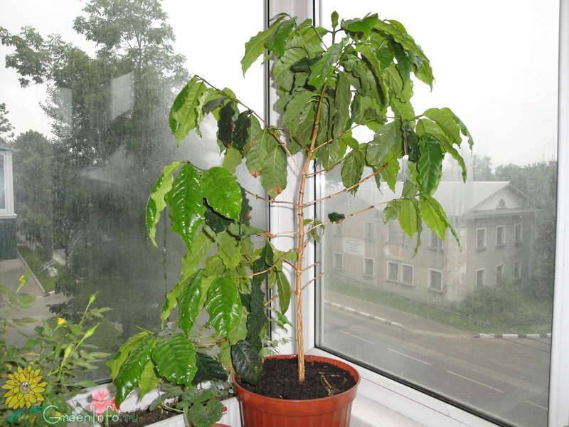 Комнатные деревья: уход за растением кофе арабика в домашних условиях