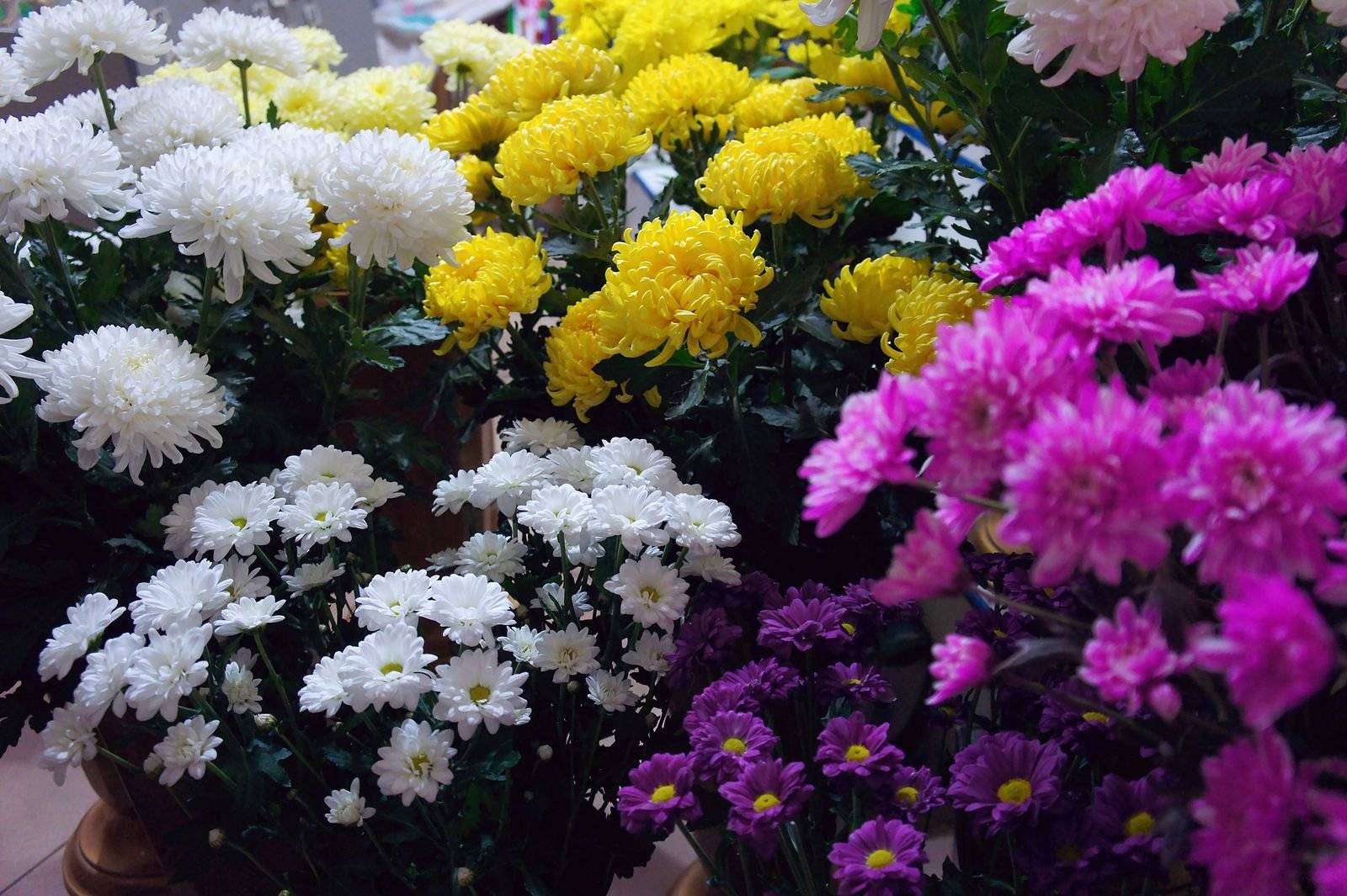 Хризантема мультифлора: посадка и уход, выращивание в домашних условиях