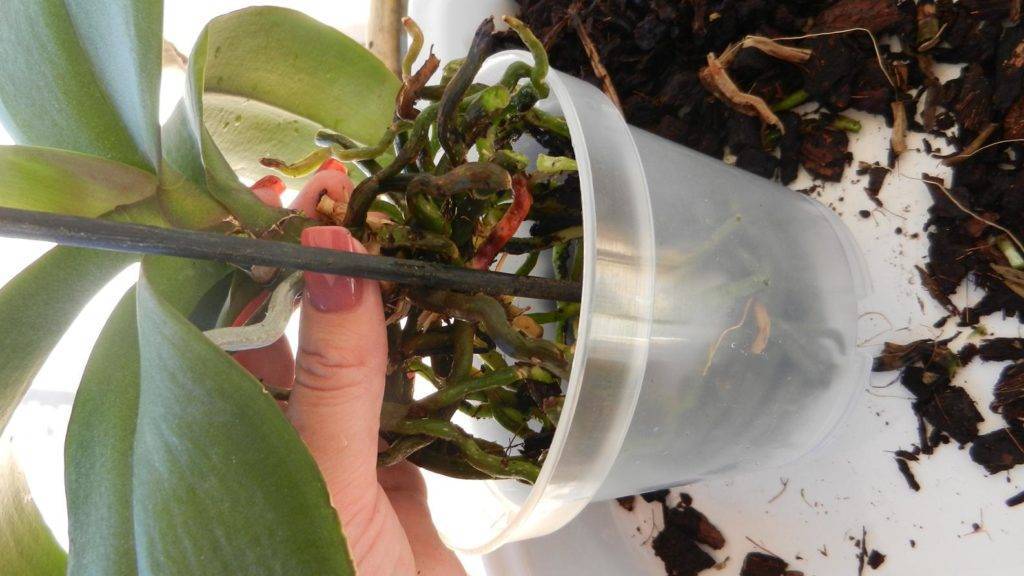 Орхидея фаленопсис: можно ли ее пересаживать во время цветения, особенности пересадки цветущего растения