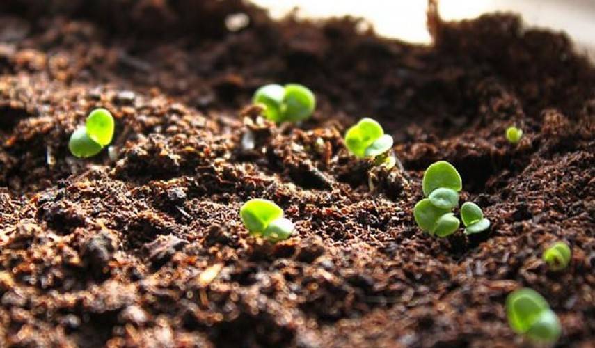 Как посадить и вырастить базилик из семян в домашних условиях на рассаду