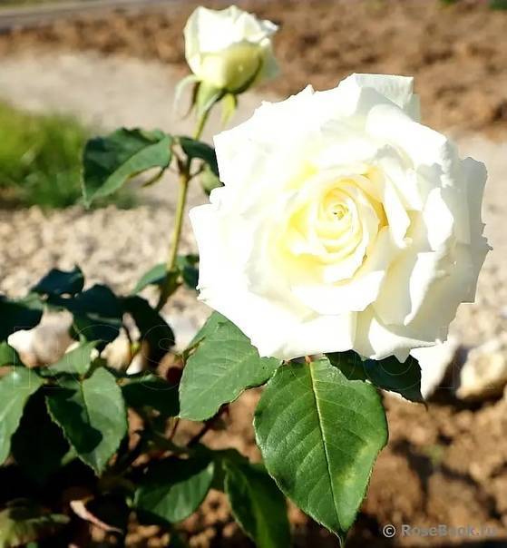 Роза аваланж: описание и характеристики сортов, выращивание и размножение с фото