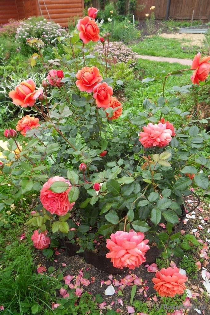 Английские розы: сорта, фото. советы по покупке и посадке