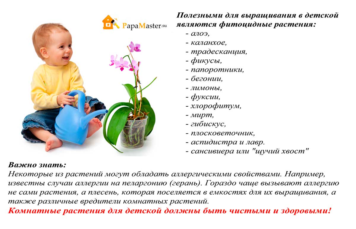 Топ 30 полезных растений для детской и детского сада + 13 опасных (ядовитых)