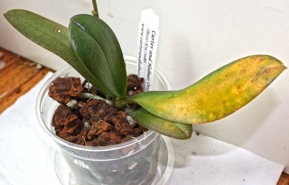 Желтеют листья у орхидеи: причины их устранение, что делать