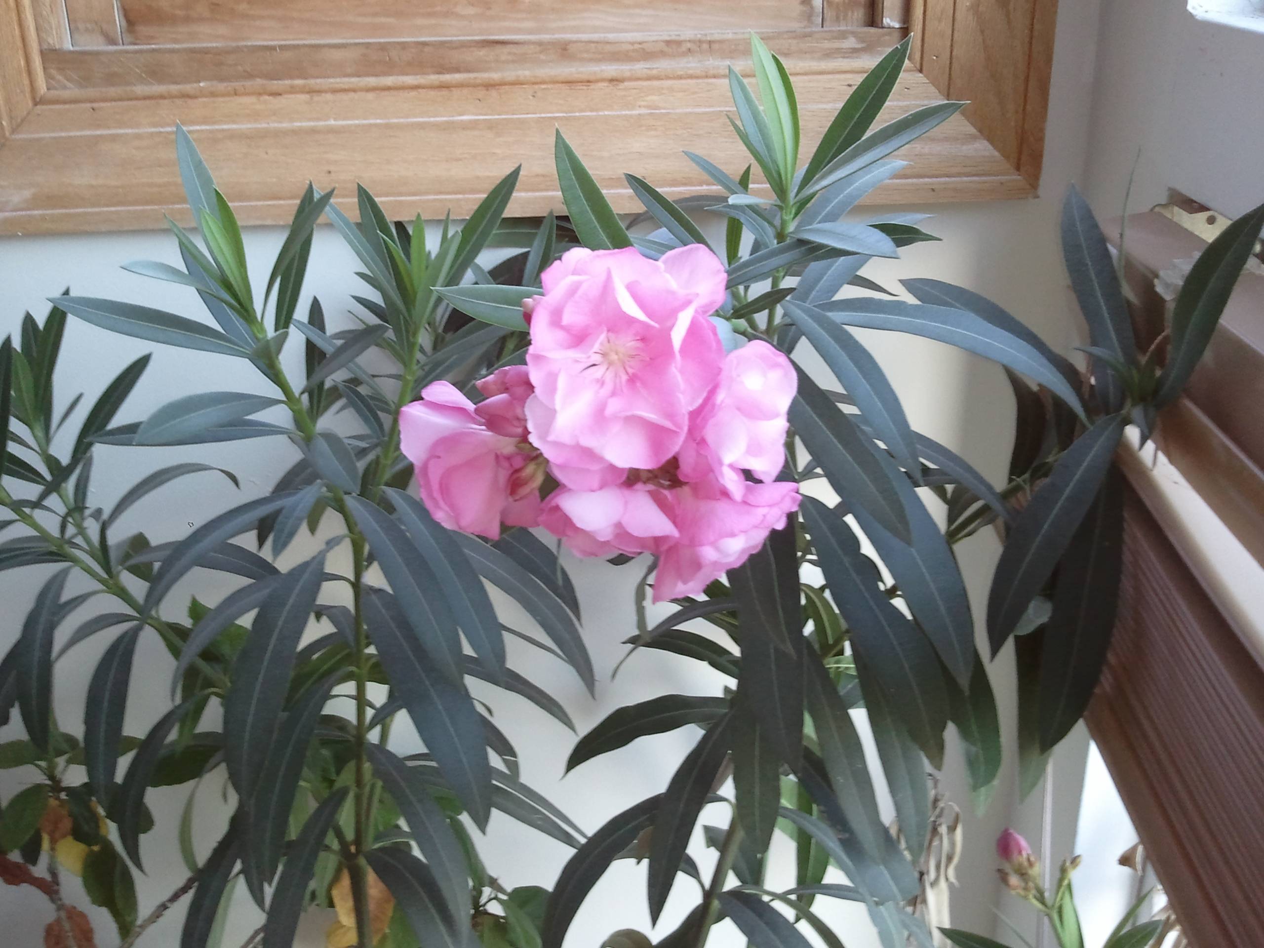 Олеандр цветок - как ухаживать за ядовитым олеандром дома?