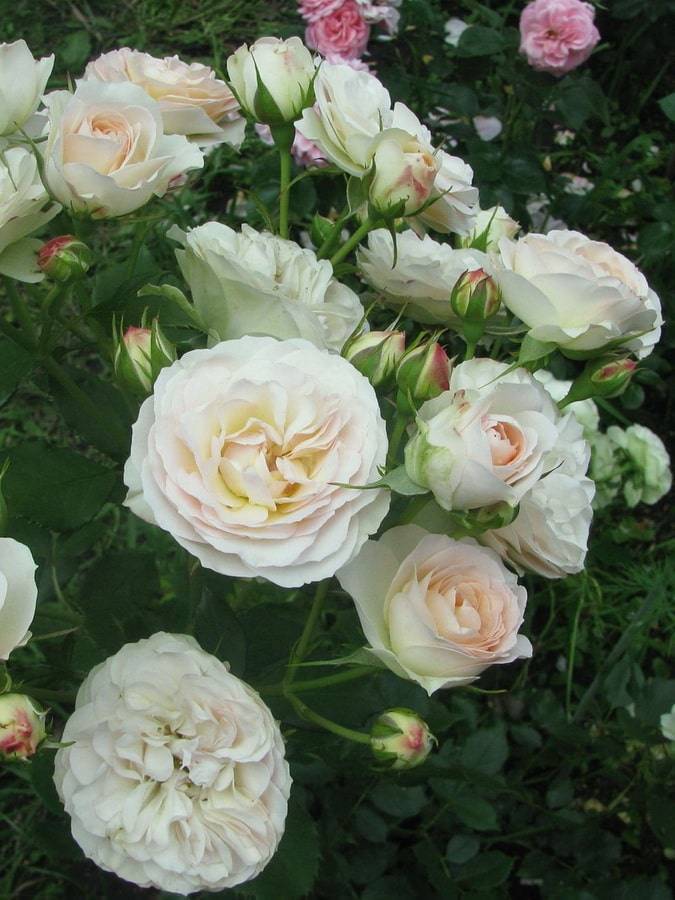 ✅ роза пастелла: описание и характеристика сорта, в чём отличие от других сортов, выращивание и уход, фото - tehnoyug.com